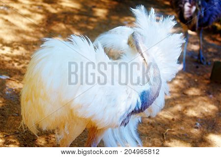 Bird ostrich and Blur background. Struthio camelus