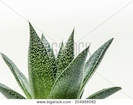 Desert Plant On White Background