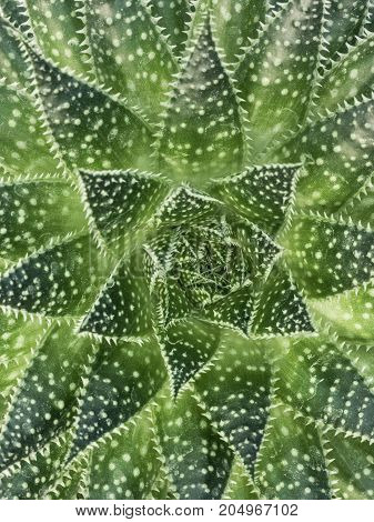 Desert Plant On White Background