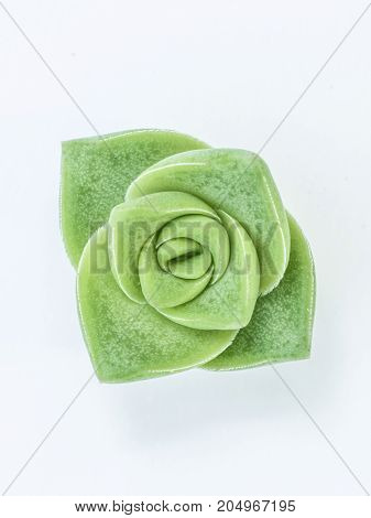 Desert Plant On White Background