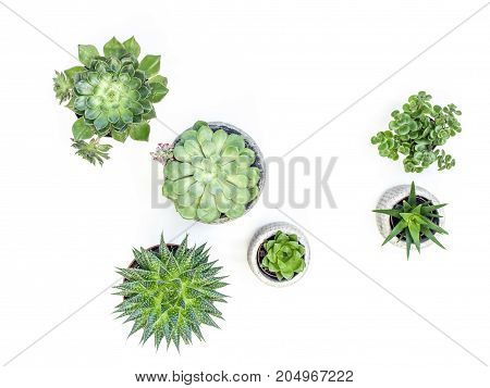Desert Plant On White Background