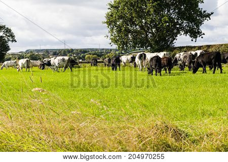 Cattle grazing in a field. Looking at the cattle from the behind green grass oak trree blue sky white fluffy clouds.