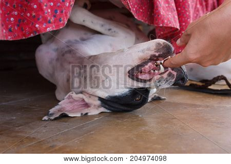 English Pointer White Dog In Black Dots Playful Lying On Tile Floor