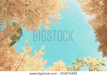 Vibrant fall yellow golden and green tree foliage frame on bright blue sky background, retro toned