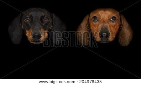 Dog Isolated On Black