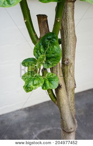 cyphomandra betacea tree tomato from south america tamarilla plant tree close up tree trunk and leaf front view