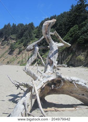 Unique Driftwood spotted on Central Oregon Coast Beach