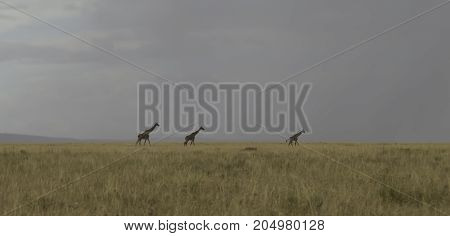 Giraffes crossing grassland of Serengeti in evening