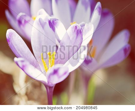 Purple crocus flowers - crocus heuffelianus in the spring meadow. Seasonal natural scene. Beauty photo filter.