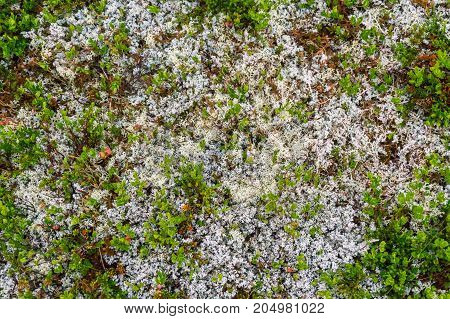 Multicolored moss in the mountains of Western Norway
