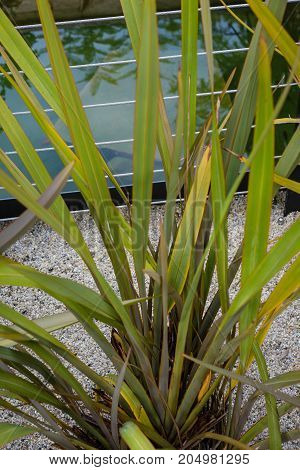 phormium tanax dark ddeligh agavaceae new zealand flax leaf close up view with sand floor green leaf