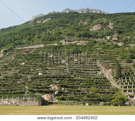 Vineyard Grapevine Plantation In Aosta Valley