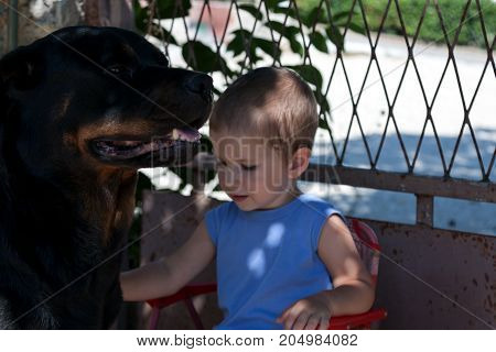 Kid petting a dog while being peacefull and calm next to him