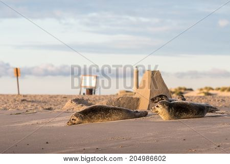 three harbour seals Phoca vitulina resting on the beach. Early morning at Grenen, Denmark