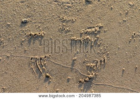 Animal tracks from the Harbour seal, Phoca vitulina, on the beach at Grenen in the north of Denmark