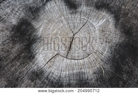 the picture old tree to cut down