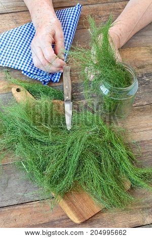 Elderly female hands with Field Horsetail, Equiseti herba.