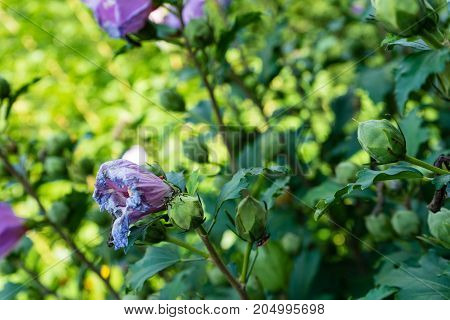 withered pink flower side view in garden with green leaf leaves
