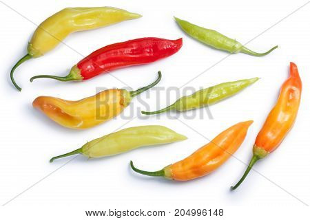 Aji Cristal C. Baccatum Chile, Paths, Top View