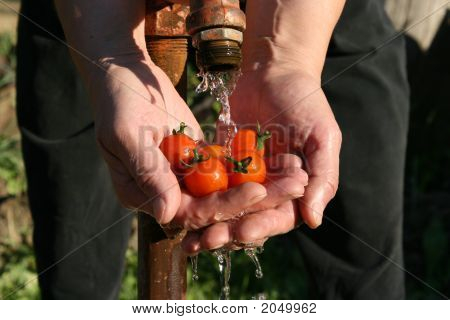 Hand Tomaten 19