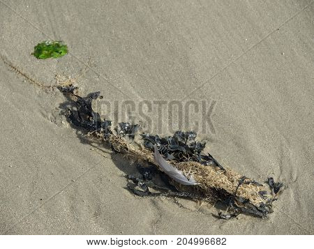 ther geman Island of spiekeroog in the North sea