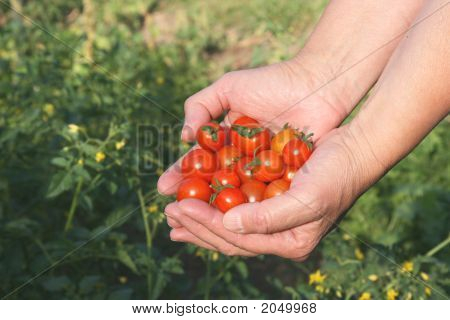 Hand Tomaten