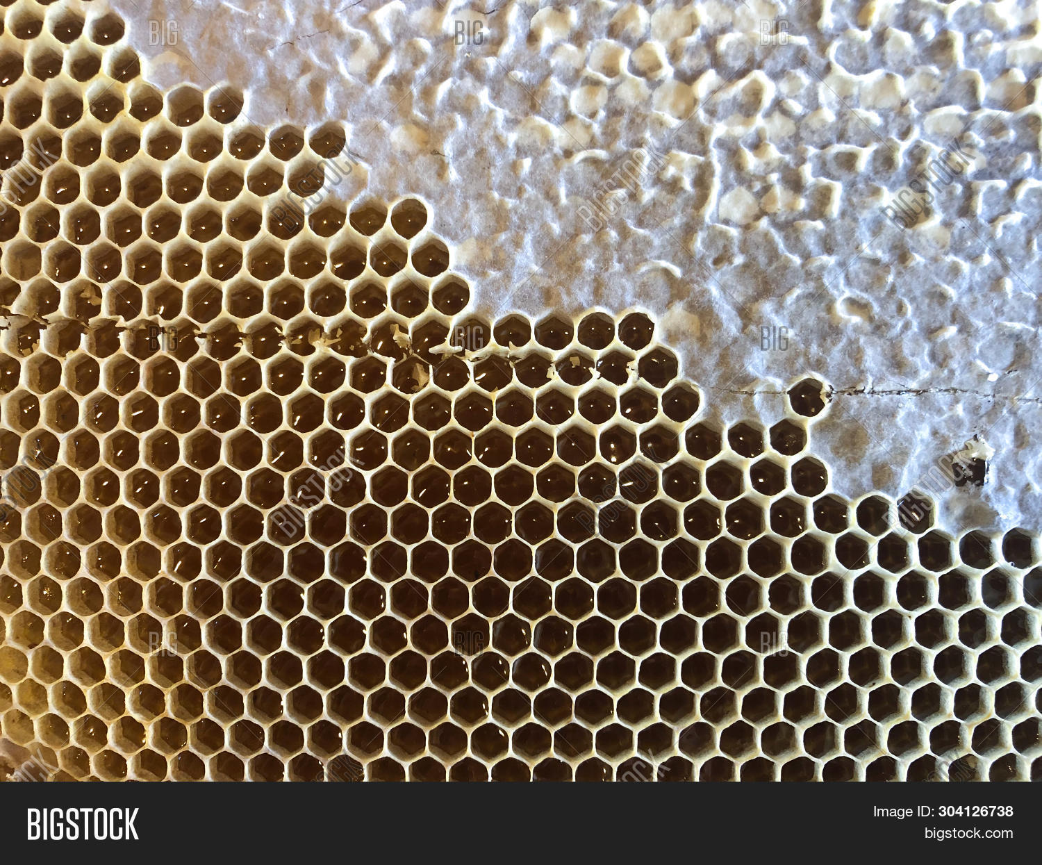 Wax Structures Bee Image & Photo (Free Trial) | Bigstock