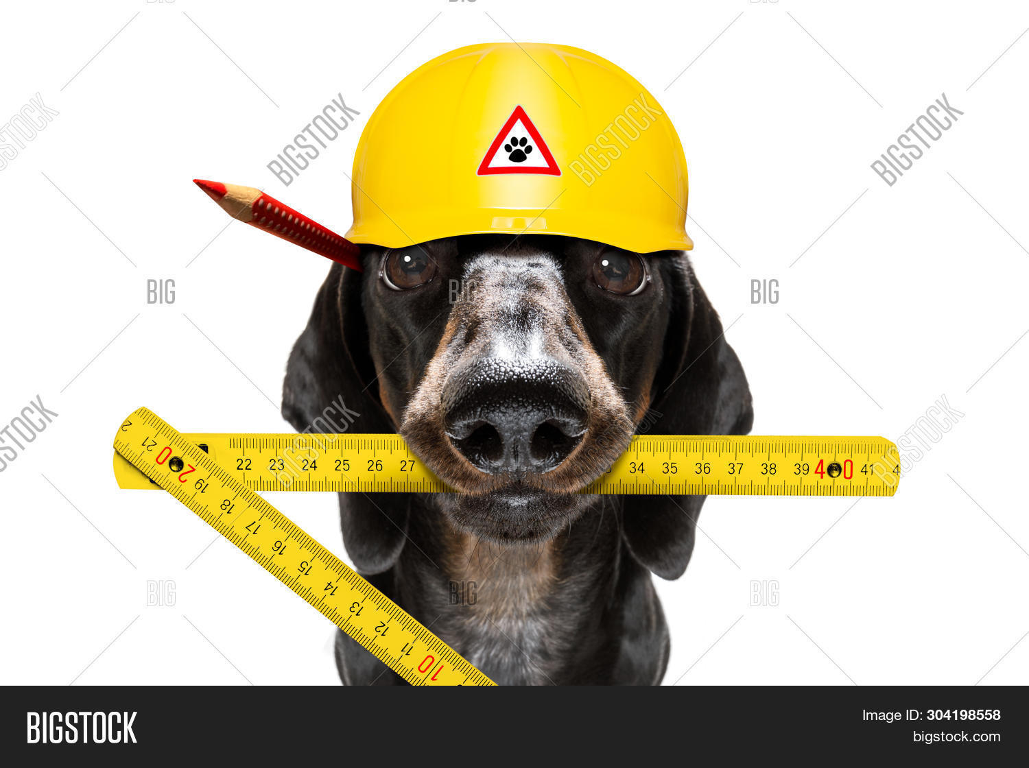 щенок и молоток. животные с молотком. собака в каске. собака строитель. пёс с молотом джамбо.