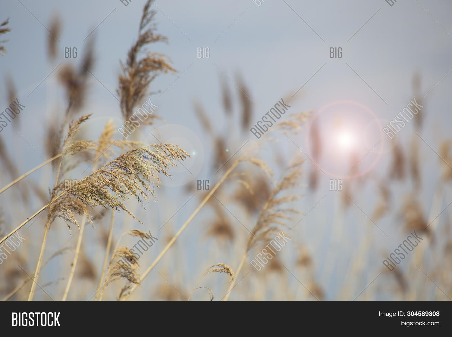 Reed Grass Bloom, Image & Photo (Free Trial) Bigstock