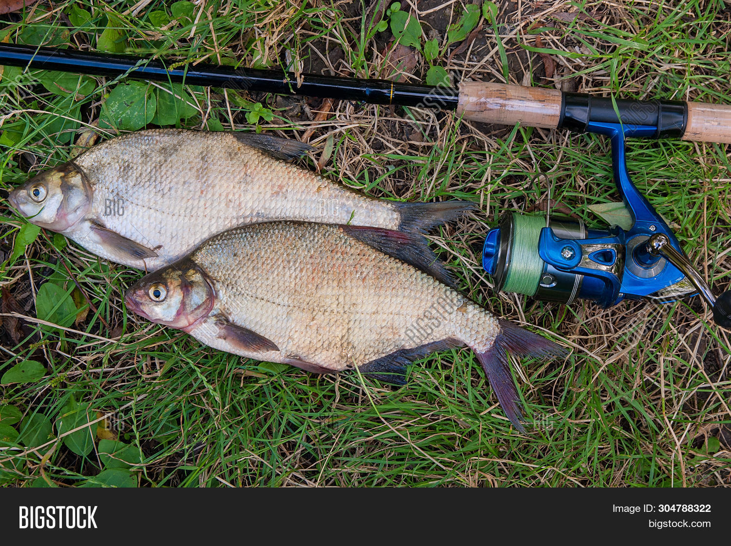 Several Common Bream Image & Photo (Free Trial) | Bigstock