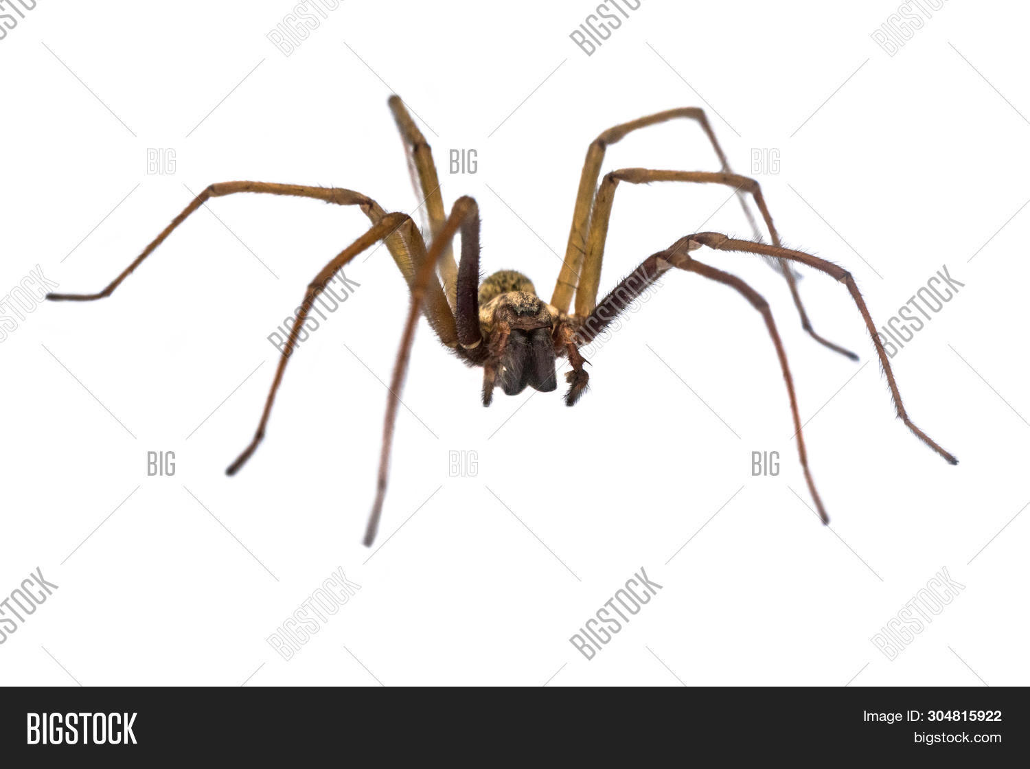 Giant House Spider ( Image & Photo (Free Trial) Bigstock