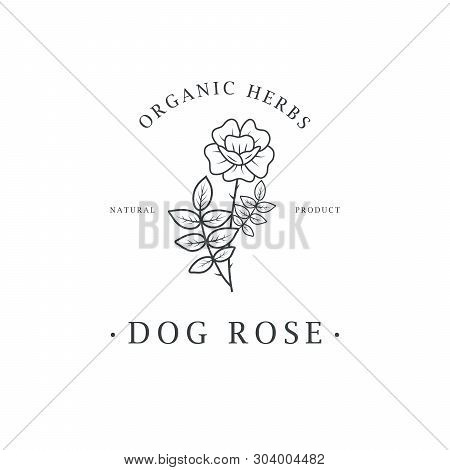Dog-rose Flower. Logo For Spa And Beauty Salon, Boutique, Organic Shop, Wedding, Floral Designer, In