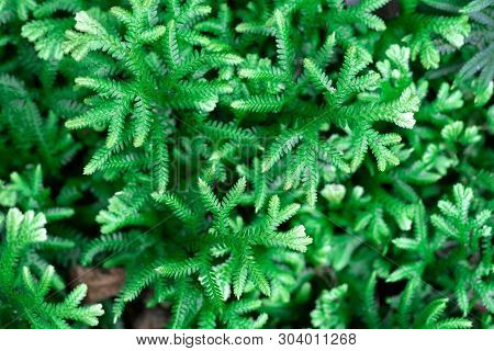 Spike Moss(selaginella Willdenowii) In The Garden. Abstrack Background Spike Moss.