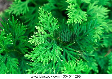 Spike Moss(selaginella Willdenowii) In The Garden. Abstrack Background Spike Moss.