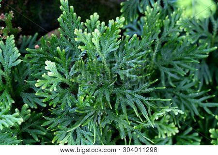 Spike Moss(selaginella Willdenowii) In The Garden. Abstrack Background Spike Moss.