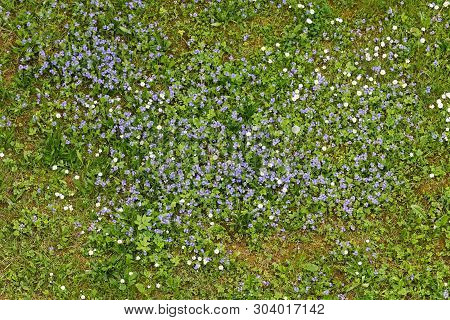 Forget-me-not Flowers Blooming In The Green Grass. Blooming Little Blue Meadow Flower