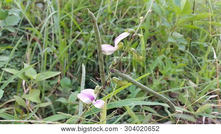 Beautiful Flowers And Grass In The Garden