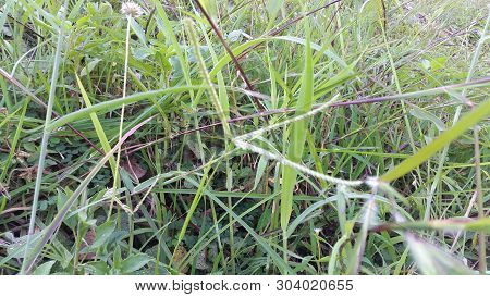 Beautiful Flowers And Grass In The Garden