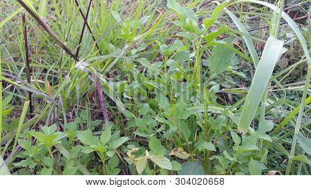 Beautiful Flowers And Grass In The Garden