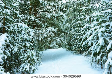 Whitened Fir Trees with Fresh Snow, Lovely Winter Scenery, Majestic White Spruces Glowing by Sunlight, Wintry Scene, Winter Snow-Covered Trees in the Ural Mountains, Winter Landscape