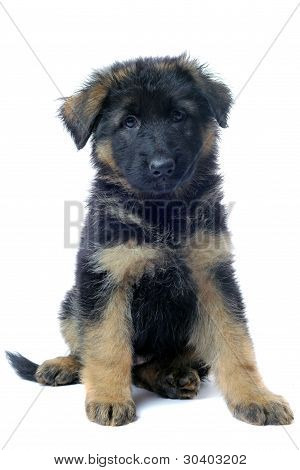 SchÃ¤ferhund Welpen