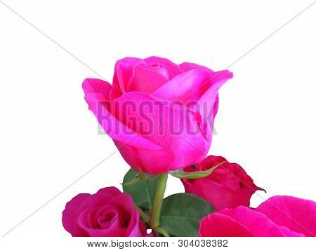 Beautiful Flower Red Rose On White Background