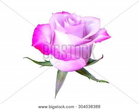 Beautiful Flower Red Rose On White Background