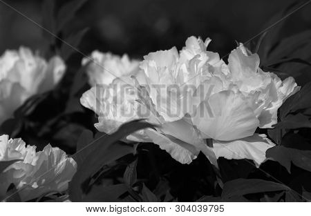 Tree-like Peony, Tree-shaped White Peony In The Garden, Peony Petals Close-up At Sunset, Natural Blu