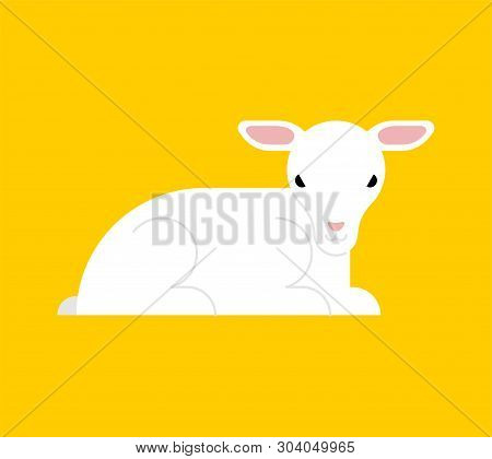 White Lamb Isolated. Little Yeanling Vector Illustration 