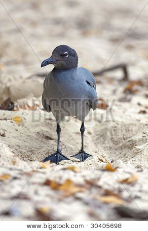 Swallow-Tailed martı