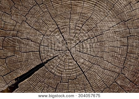 Sawed Off, The Butt Of An Old Cracked Log With A Crack