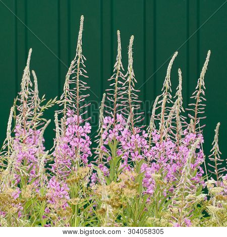 Beautiful Unusual Flowers Of Blooming Sally Luxuriantly Blossoming Near A Metal Fence