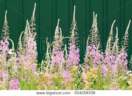 Beautiful Unusual Flowers Of Blooming Sally Luxuriantly Blossoming Near A Metal Fence