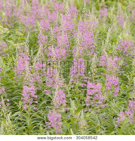 Beautiful Flowers Blooming Sally, Lush Blooming In Summer Field